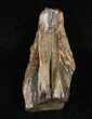 Large Triceratops Shed Tooth - #5690-1